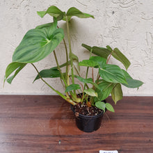 Load image into Gallery viewer, #D51 Large Multi Headed Philodendron Pastazanum x Gloriosum