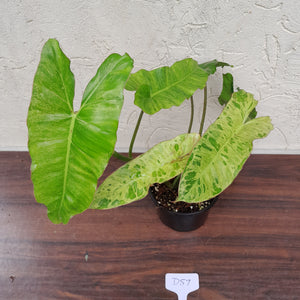 #D57 Philodendron Paraiso Verde