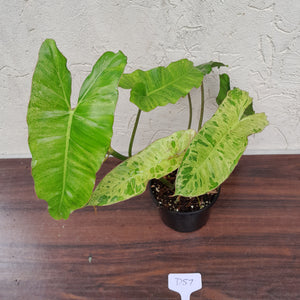 #D57 Philodendron Paraiso Verde