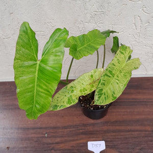 #D57 Philodendron Paraiso Verde