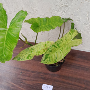 #D57 Philodendron Paraiso Verde