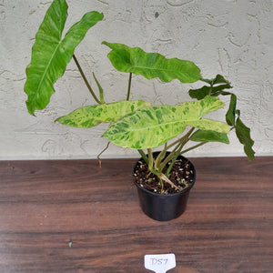#D57 Philodendron Paraiso Verde