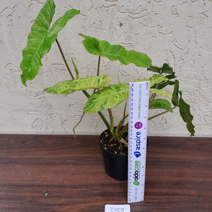 #D57 Philodendron Paraiso Verde