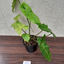 Load image into Gallery viewer, #D57 Philodendron Paraiso Verde