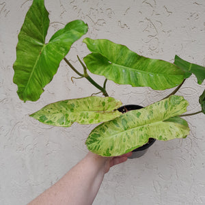 #D57 Philodendron Paraiso Verde