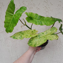 Load image into Gallery viewer, #D57 Philodendron Paraiso Verde