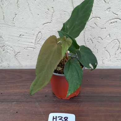 #H38 Anthurium Midnight Velvet