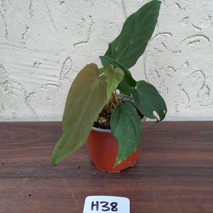 #H38 Anthurium Midnight Velvet