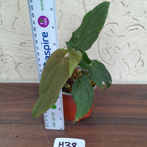 #H38 Anthurium Midnight Velvet
