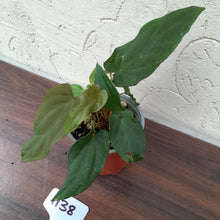 Load image into Gallery viewer, #H38 Anthurium Midnight Velvet
