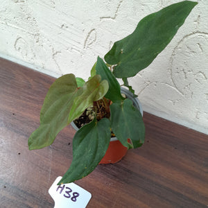 #H38 Anthurium Midnight Velvet