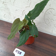 Load image into Gallery viewer, #H38 Anthurium Midnight Velvet