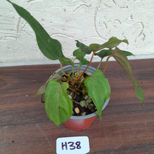 Load image into Gallery viewer, #H38 Anthurium Midnight Velvet
