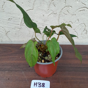 #H38 Anthurium Midnight Velvet