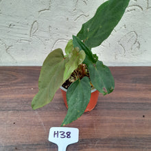 Load image into Gallery viewer, #H38 Anthurium Midnight Velvet