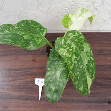Load image into Gallery viewer, #i80 Non TC Philodendron Jose Buono