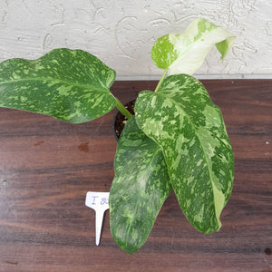 #i80 Non TC Philodendron Jose Buono