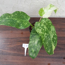 Load image into Gallery viewer, #i80 Non TC Philodendron Jose Buono