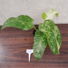 Load image into Gallery viewer, #i80 Non TC Philodendron Jose Buono