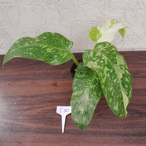 #i80 Non TC Philodendron Jose Buono
