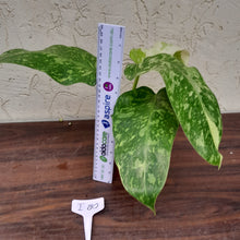 Load image into Gallery viewer, #i80 Non TC Philodendron Jose Buono