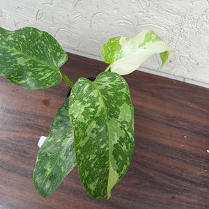 #i80 Non TC Philodendron Jose Buono