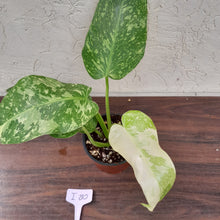 Load image into Gallery viewer, #i80 Non TC Philodendron Jose Buono