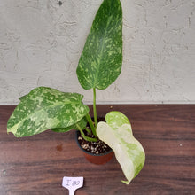 Load image into Gallery viewer, #i80 Non TC Philodendron Jose Buono
