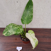 Load image into Gallery viewer, #i80 Non TC Philodendron Jose Buono