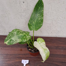 Load image into Gallery viewer, #i80 Non TC Philodendron Jose Buono