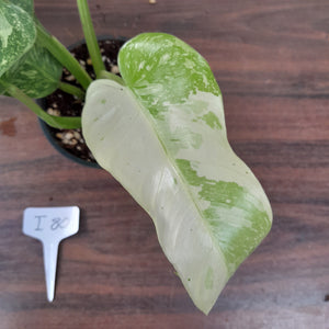 #i80 Non TC Philodendron Jose Buono