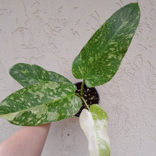 Load image into Gallery viewer, #i80 Non TC Philodendron Jose Buono