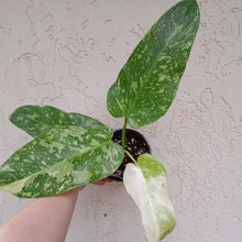 Load image into Gallery viewer, #i80 Non TC Philodendron Jose Buono