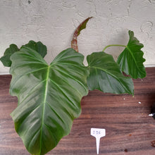 Load image into Gallery viewer, #i26 Philodendron Corsinianum / &#39;Bronze Shield&#39;