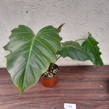 Load image into Gallery viewer, #i26 Philodendron Corsinianum / &#39;Bronze Shield&#39;