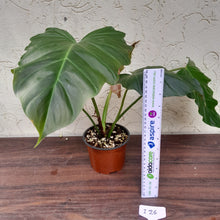 Load image into Gallery viewer, #i26 Philodendron Corsinianum / &#39;Bronze Shield&#39;
