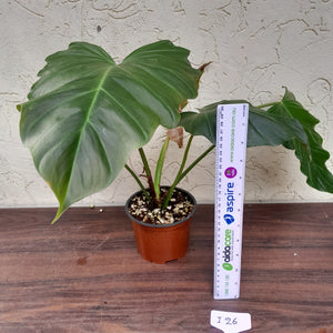 #i26 Philodendron Corsinianum / 'Bronze Shield'