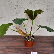 Load image into Gallery viewer, #i26 Philodendron Corsinianum / &#39;Bronze Shield&#39;