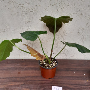 #i26 Philodendron Corsinianum / 'Bronze Shield'