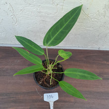 Load image into Gallery viewer, #104 Two x Headed Anthurium Warocqueanum Pure