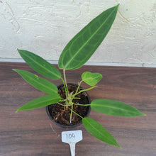 Load image into Gallery viewer, #104 Two x Headed Anthurium Warocqueanum Pure