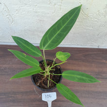 Load image into Gallery viewer, #104 Two x Headed Anthurium Warocqueanum Pure