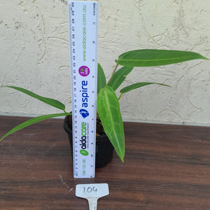 #104 Two x Headed Anthurium Warocqueanum Pure