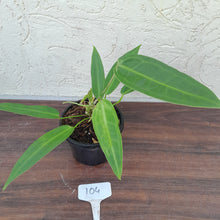 Load image into Gallery viewer, #104 Two x Headed Anthurium Warocqueanum Pure