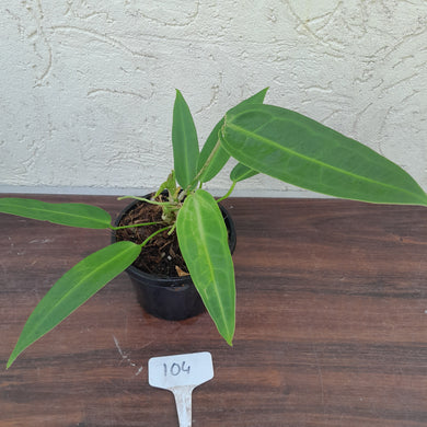 #104 Two x Headed Anthurium Warocqueanum Pure