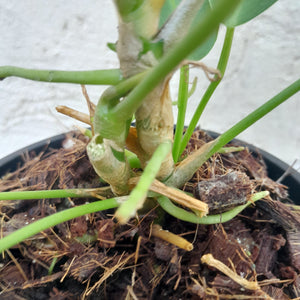 #104 Two x Headed Anthurium Warocqueanum Pure