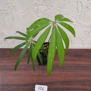 #106 Anthurium Polydactylum
