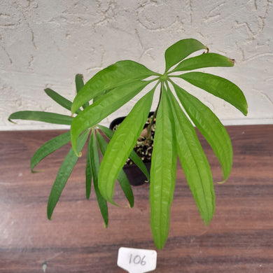 #106 Anthurium Polydactylum