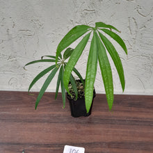 Load image into Gallery viewer, #106 Anthurium Polydactylum