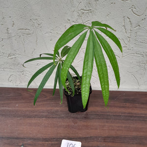 #106 Anthurium Polydactylum